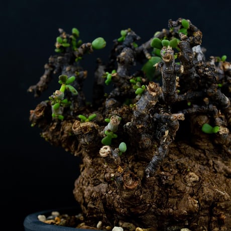 Ceraria pygmaea / ケラリア ピグマエア (発根済) [雌雄未判別]