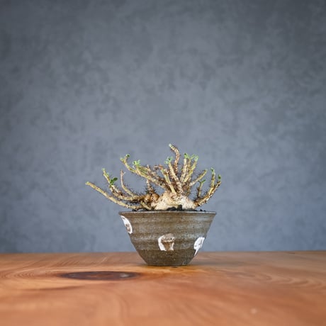 Jatropha marginata / ヤトロファ マルギナータ 【発根済】+ 信楽焼