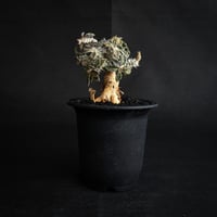 Euphorbia tulearensis / ユーフォルビア トゥレアレンシス 【発根済】