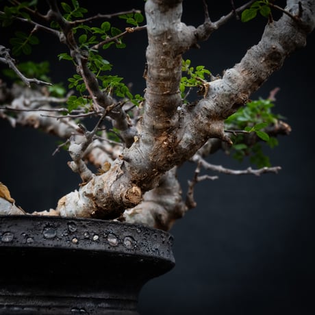 【Premium Line】 Commiphora sp. somalia " Eyl " / コミフォラ エイル 【発根済】 + 【小野瀬 一】