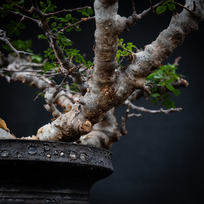 Commiphora sp.Ey① 挿し木　枝 Premium Line】 Commiphora sp. somalia 