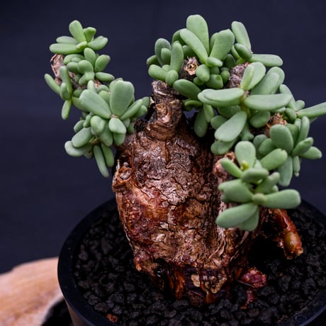 Ceraria pygmaea / ケラリア ピグマエア 【発根済】 [雌雄未判別]
