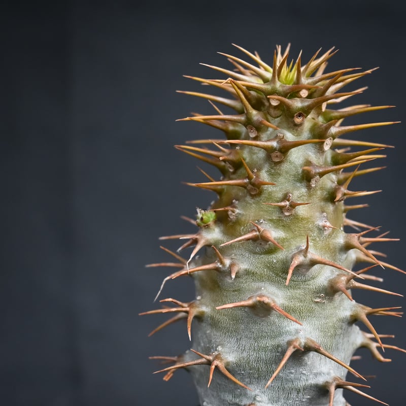 Premium Line】 Pachypodium ambongense / パキポディウム Premium Line】 Pachypodium ambongense / パキポディウム