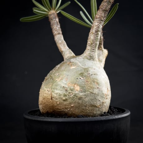 Pachypodium rosulatum var. gracilius / パキポディウム グラキリス 【微発根】