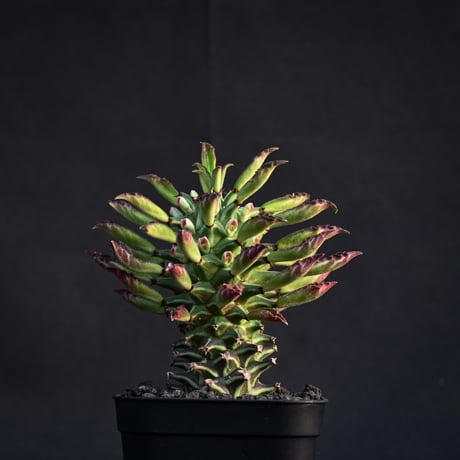 Monadenium schubei  / モナデニウム シューベイ 【発根済】