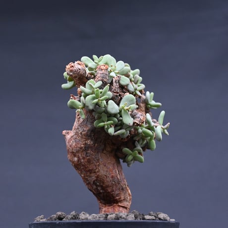 Ceraria pygmaea / ケラリア ピグマエア 【発根済】 [雌雄未判別]