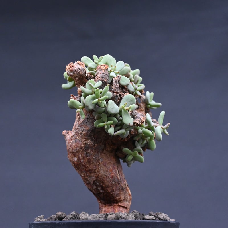 Ceraria pygmaea / ケラリア ピグマエア 【発根済】 [雌雄未判別] | GR