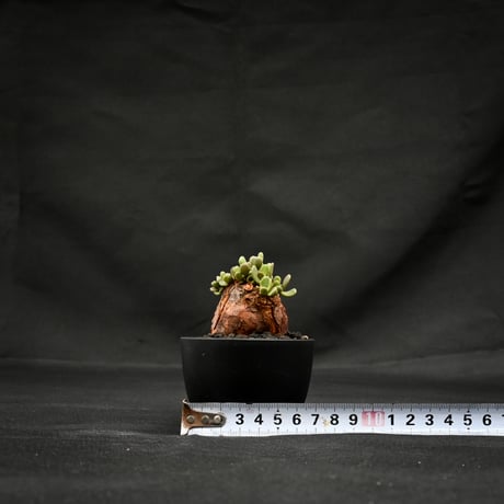 Ceraria pygmaea / ケラリア ピグマエア 【発根済】 [雌雄未判別]