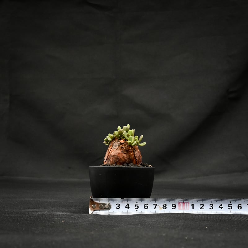 Ceraria pygmaea ケラリア ピグマエア コレクション株 2 ケラリア