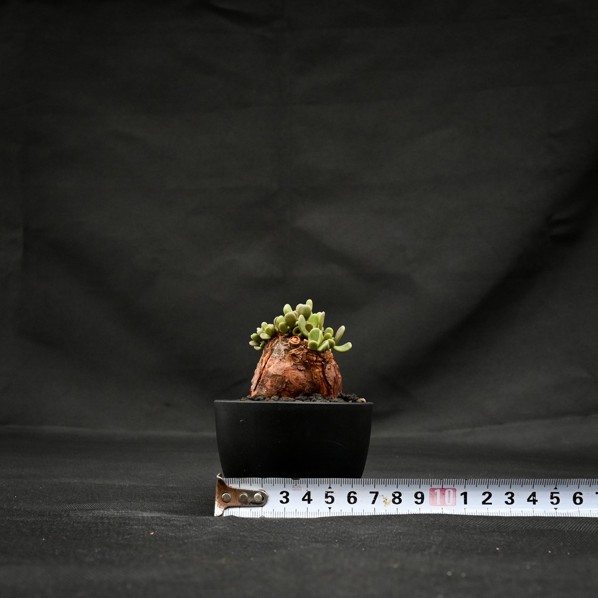 写真大好き　モンソニア・ムルチフィズム　ケラリア・ピグマエア③ 写真大好き様専用 モンソニア・ムルチフィズム ケラリア