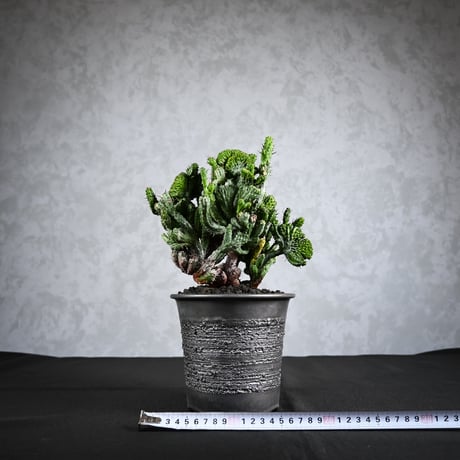 Euphorbia enopla f. monstruosa  / ユーフォルビア エノプラ 綴化 【実生】 + 信楽焼