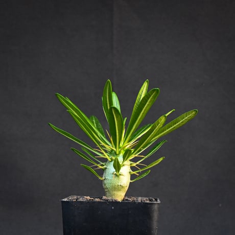 Pachypodium ambongense / パキポディウム アンボンゲンセ 【実生】