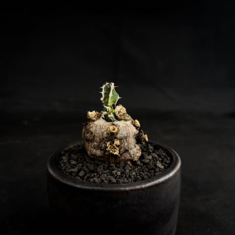 【Premium Line】 Euphorbia mlanjeana / ユーフォルビア ムランジーナ 【微発根】 + 万山鉢