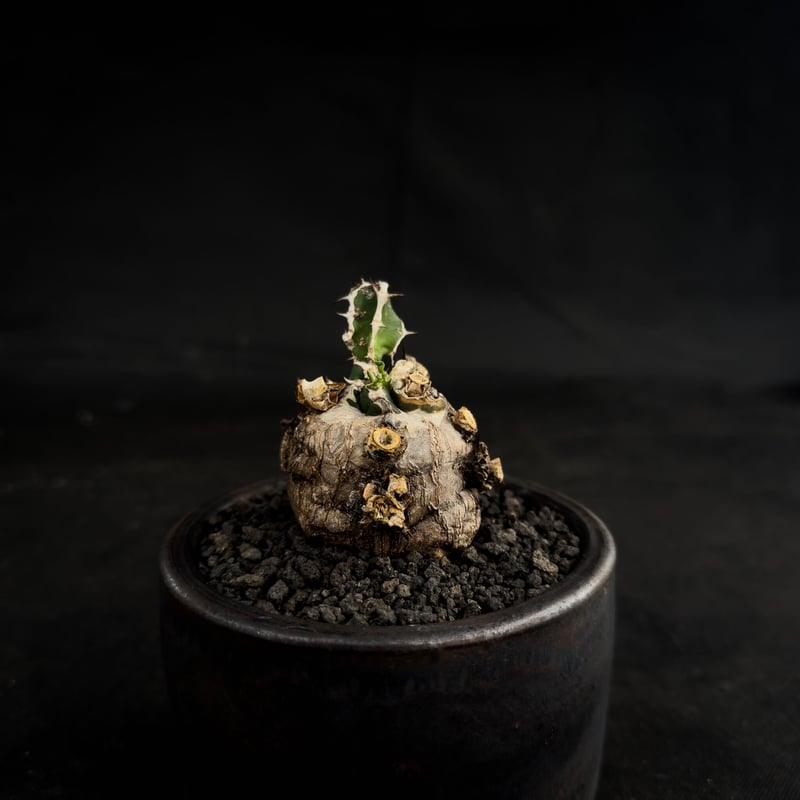 Premium Line】 Euphorbia mlanjeana / ユーフォルビア ムラ