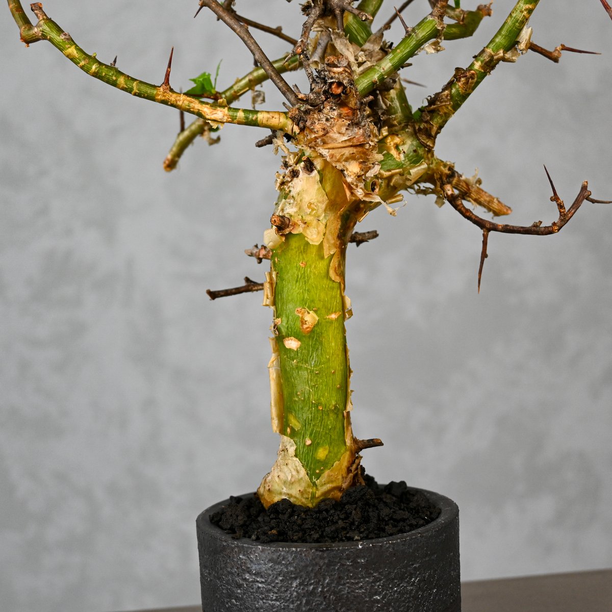 コミフォラ・ミルラ（Commiphora myrrha）ベアルート株No17