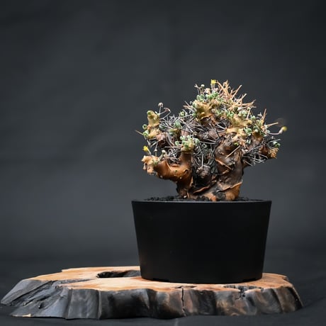 othonnaeuphorbioides | STORES othonnaeuphorbioides | STORES