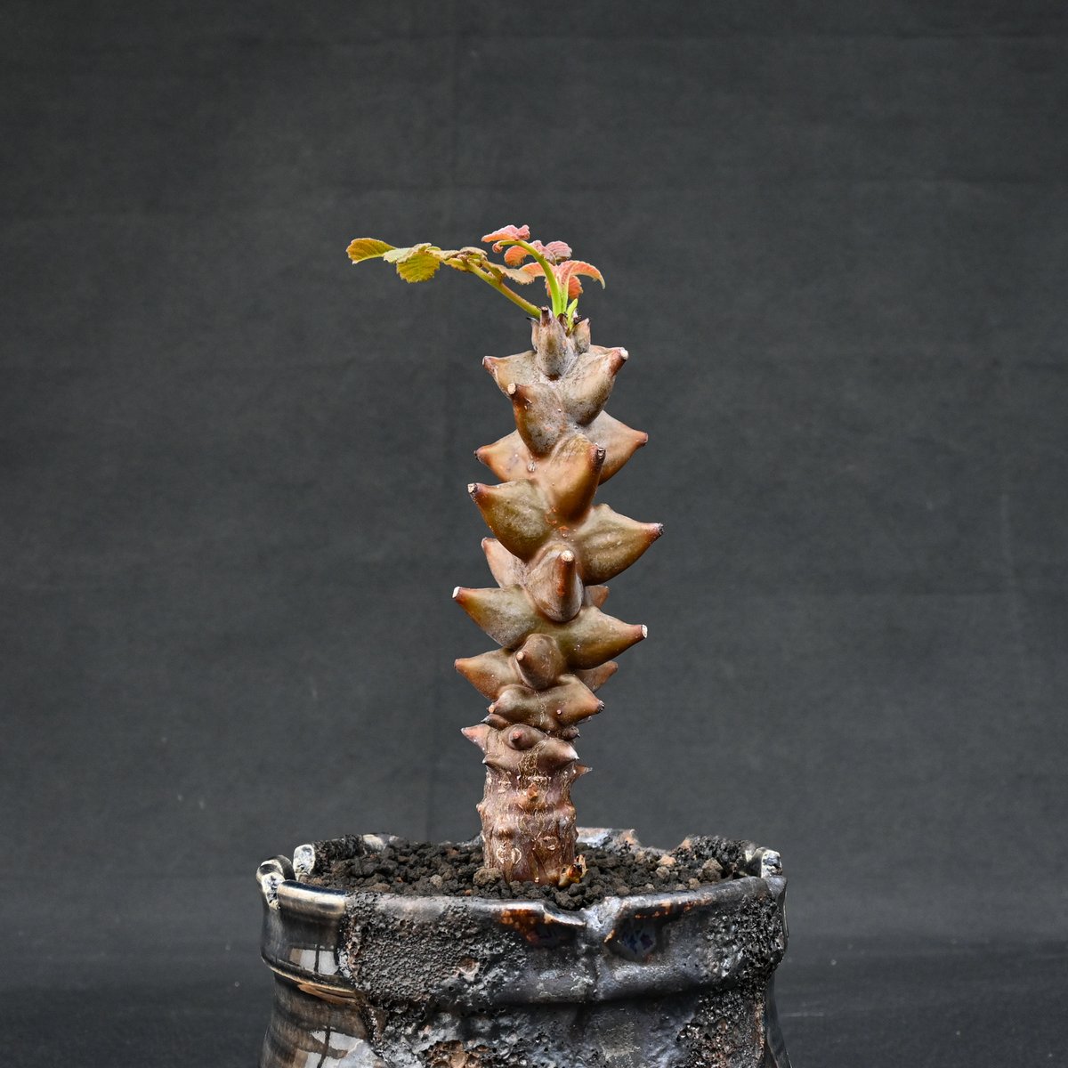 Premium Line】 Beiselia mexicana / ベイセリア メキシカーナ