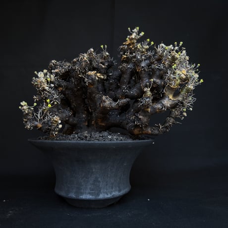 Othonna euphorbioides / オトンナ ユーフォルビオイデス (微発根)