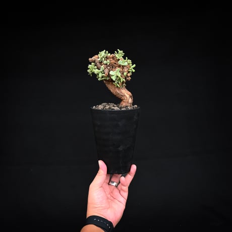 Ceraria pygmaea / ケラリア ピグマエア 【発根済】 [雌雄未判別]