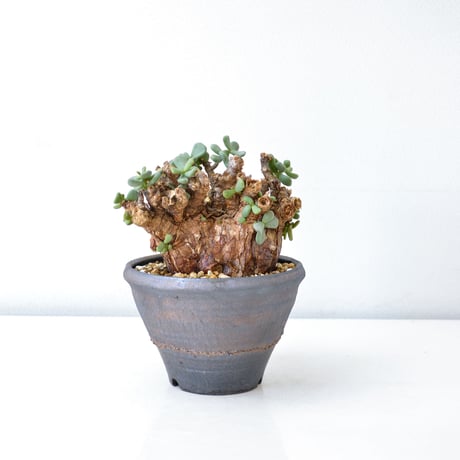 【PL】Ceraria pygmaea / ケラリア ピグマエア + 信楽焼 (微発根) [雌雄未判別]