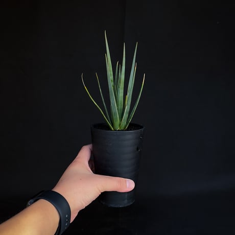 Dracaena cinnabari / ドラセナ シナバリ 【発根済】