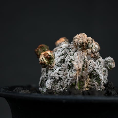Astrophytum myriostigma f. monstrosa / アストロフィツム 子吹き鸞鳳玉 石化 (モンストローサ) (ランポー)【カキ仔】【自根】