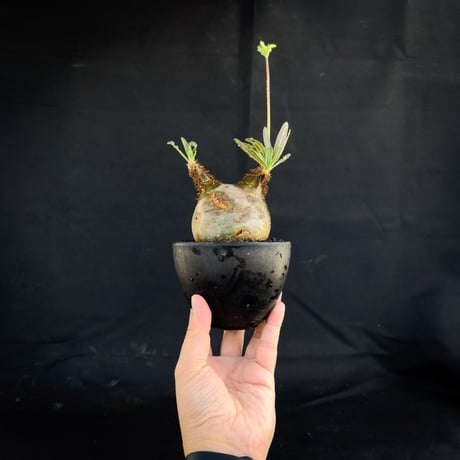 【選抜】 Pachypodium rosulatum var. gracilius / パキポディウム グラキリス 【微発根】
