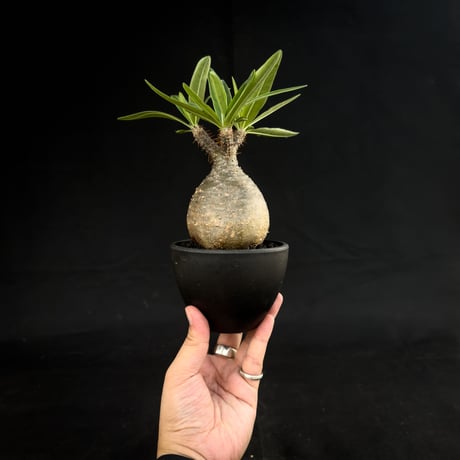 Pachypodium rosulatum var. gracilius / パキポディウム グラキリス 【微発根】