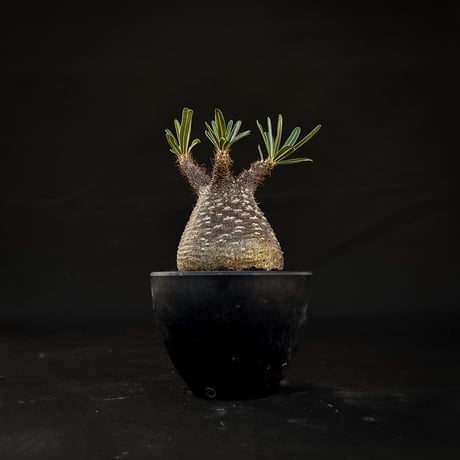 Pachypodium rosulatum var. gracilius / パキポディウム グラキリス 【微発根】