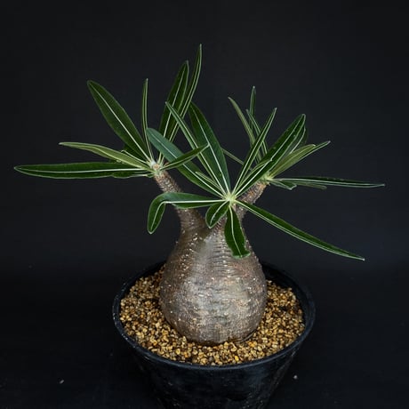 Pachypodium rosulatum var. gracilius / パキポディウム グラキリス 【発根済】