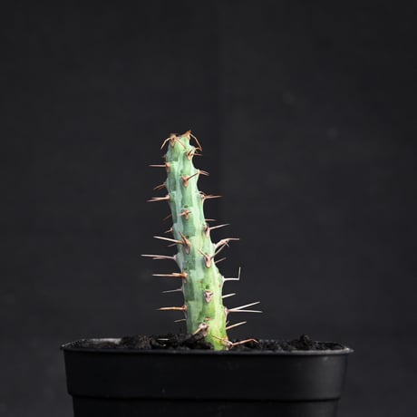 Euphorbia horwoodii / ユーフォルビア ホルウッディ 【挿木】