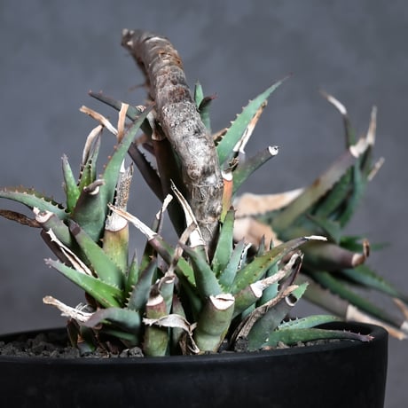 Aloe arborescens Mill. / アロエ アルボレセンス キダチアロエ (木立アロエ)【発根済】