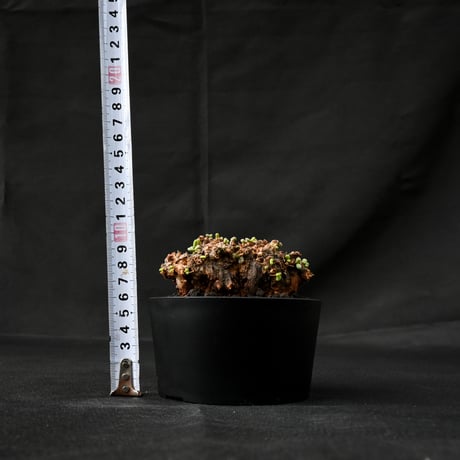 Ceraria pygmaea / ケラリア ピグマエア 【発根済】 [雌雄未判別]
