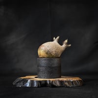 Pachypodium rosulatum var. gracilius / パキポディウム グラキリス 【微発根】