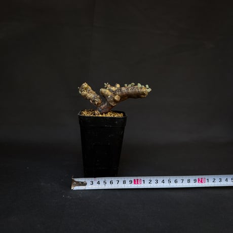 Monsonia multifida  (Sarcocaulon multifidum) / モンソニア ムルチフィダ (サルコカウロン ムルチフィズム)[微発根]