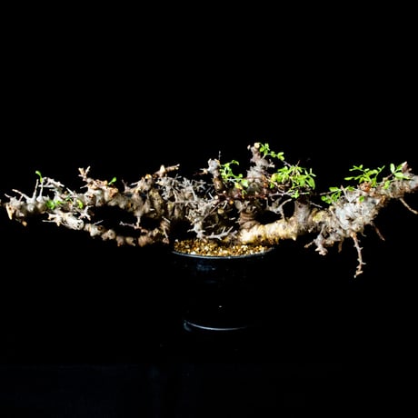 【特大】Commiphora sp. somalia eyl / コミフォラ エイル (微発根)
