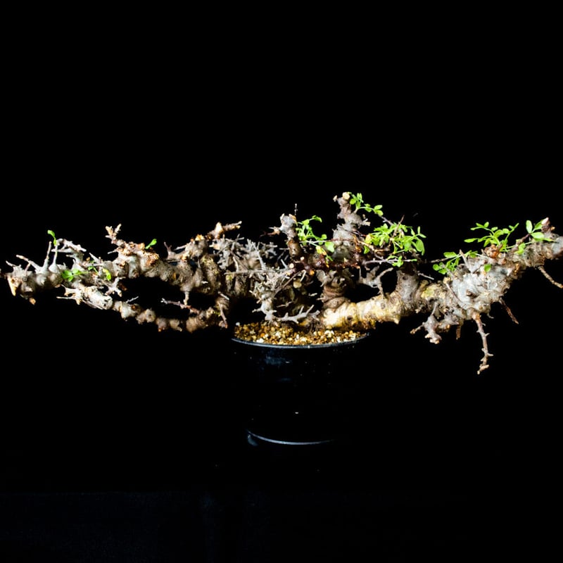 特大】Commiphora sp. somalia eyl / コミフォラ エイル (微発根 特大】Commiphora sp. somalia eyl / コミフォラ エイル (微発根