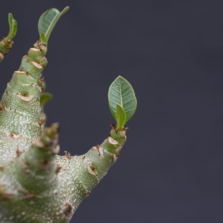 Adenium arabicum super dwarf / アデニウム アラビカム スーパードワーフ【微発根】