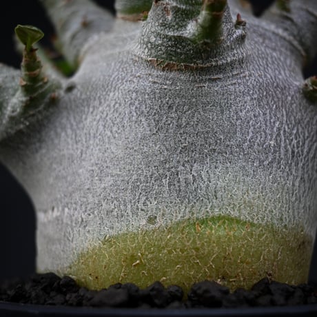 Adenium arabicum super dwarf / アデニウム アラビカム スーパードワーフ【微発根】