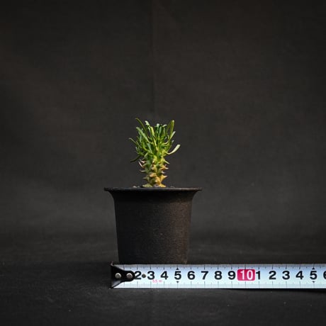 Euphorbia schoenlandii / ユーフォルビア スコエランディ 闘牛角【実生】