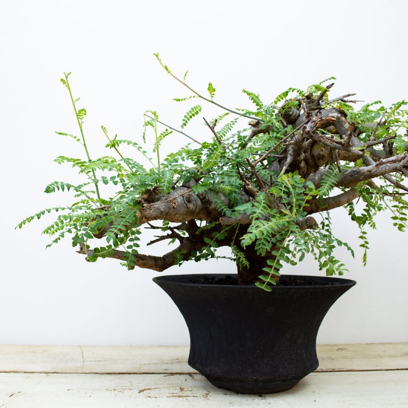 Premium Line】Boswellia neglecta / ボスウェリア ネグレクタ
