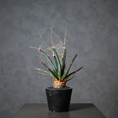 Leuchtenbergia principis / レウクテンベルギア プリンキピス 晃山【実生】