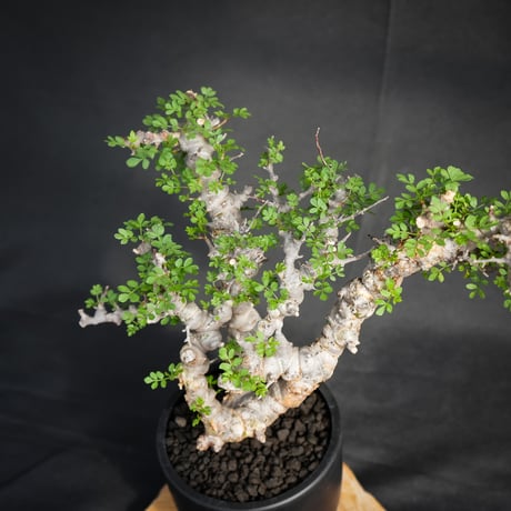 Commiphora sp. somalia eyl / コミフォラ エイル (微発根)