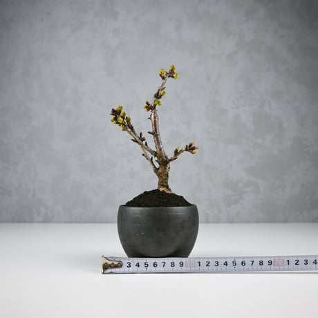 【桜盆栽】 Cerasus serrulata 'Asahiyama' / サクラ '旭山' (朝日山) / アサヒヤマ + 信楽焼