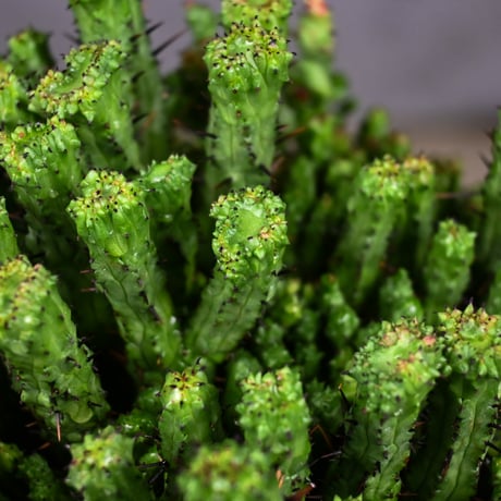 Euphorbia enopla f. monstrosa cristata / ユーフォルビア エノプラ 石化 綴化【実生】 + 信楽焼