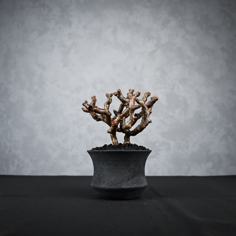 Pelargonium mirabile / ペラルゴニウム ミラビレ 【枝挿】【微発根】+ 信楽焼