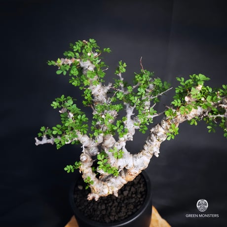Commiphora sp. somalia eyl / コミフォラ エイル (微発根)