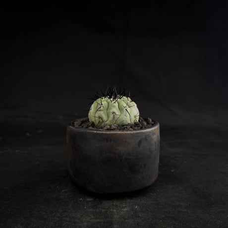 【Premium Line】Copiapoa cinerea / コピアポア シネレア 黒王丸 【実生】+ 万山鉢