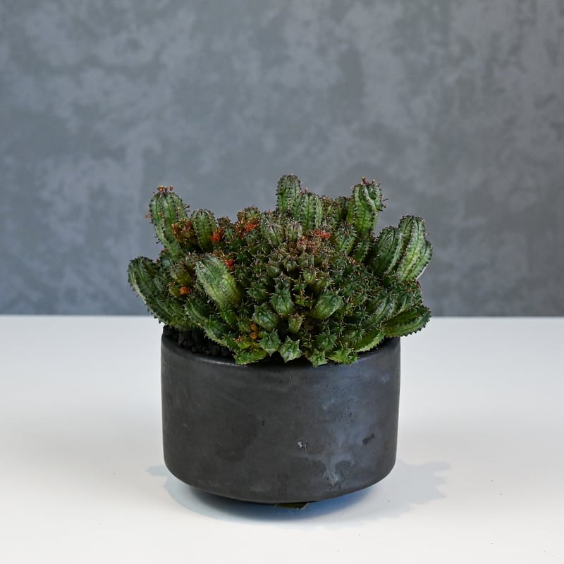 Euphorbia horrida f.monstrosa ' varietas ' / ユー