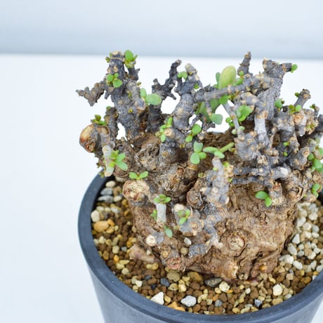 Ceraria pygmaea / ケラリア ピグマエア (発根済) [雌雄未判別]